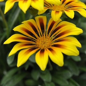 gelbe Blumen