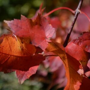 Herbstblätter