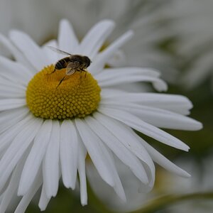 Margerite und die Biene