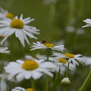 Margeriten