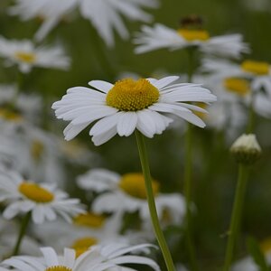 Margeriten