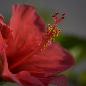 rote Blume
