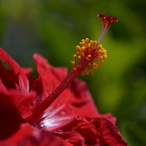 rote Blüte