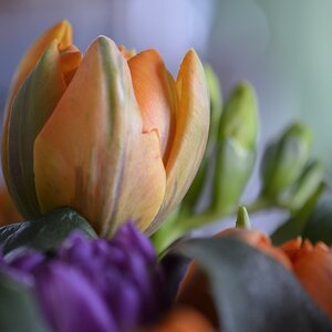 Tulpen