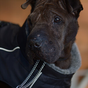 CUK 0997 cukbilder.KOseelenhund
