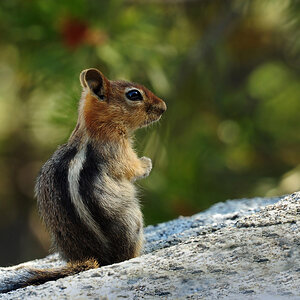 DSC 4701 Streifenhörnchen 1000