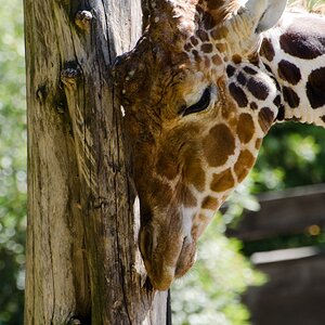 Giraffe am Baum
