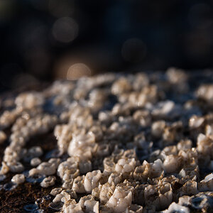 20140204 08 Markgtrafenheide06
