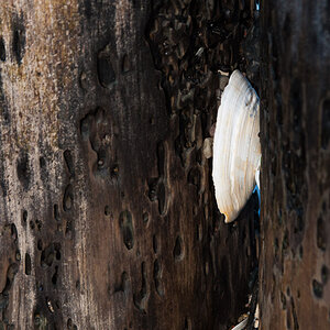 20140204 12 Markgtrafenheide08