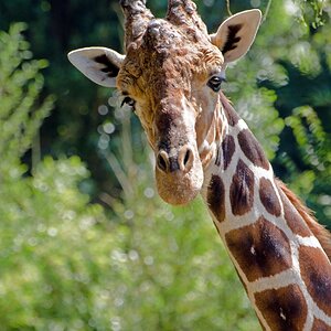 Giraffe ü 1 k