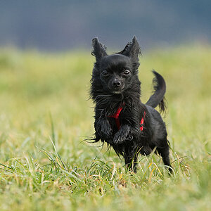 Balu