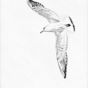 Möve bearbeitet mit Sketch Drawer 1.3