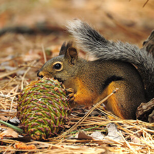 DSC 5640 Eichhörnchen 1000