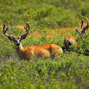 DSC 4973 Mule Deers 1000