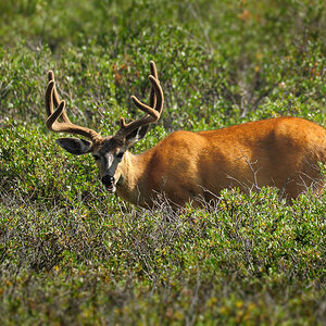 DSC 4985 Mule Deer 1000