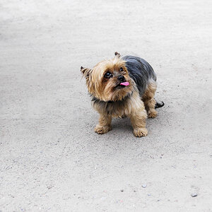 Toby