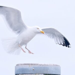 DS8 3415Px NFF