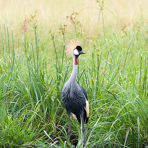 D3 Sigma 120-300/2,8 EX OS + Konv 1,4 
Freihand
