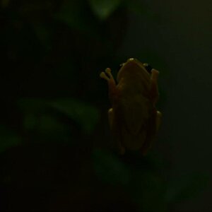 Frosch an der Scheibe Zoo Wilhelma