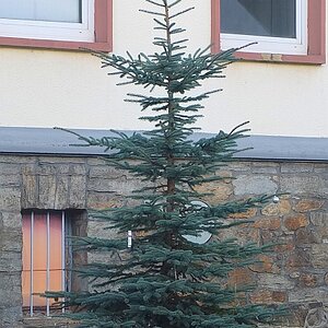 baum