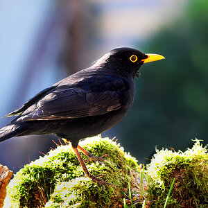 DSC 7842 Amsel 1000