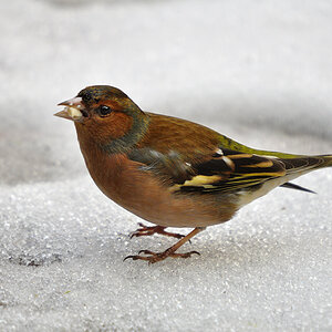 DSC 0046 khg