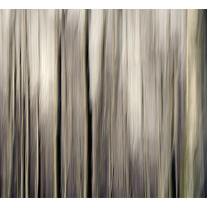 birkenwald