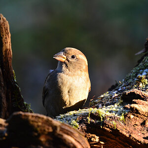 DSC 9682 khg