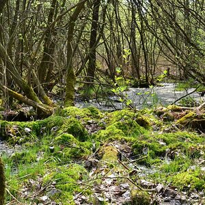 2013 05 04 Steinhuder Meer (49)