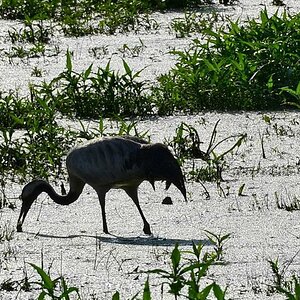2013 07 06 Steinhuder Meer (662)