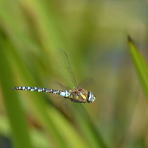 2013 09 05 Steinhuder Meer (1082)