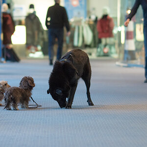 hunde im baltic