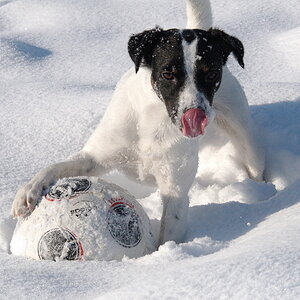 Winterhund