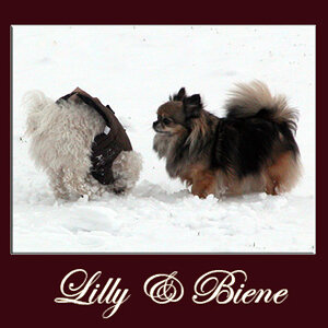 biene lilly kl