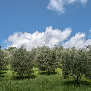 Olivenbäume, San Gimignano, Toscana, 18.05.2013