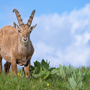 Steinbock, Val-de-Travers, 16.06.2013