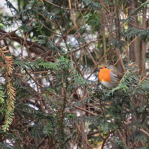 DSC 7950 khg