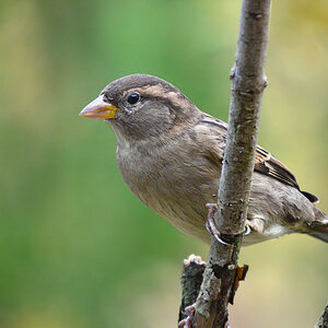 DSC 9624 khg