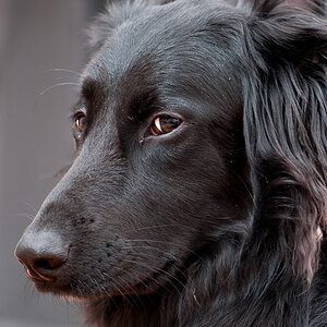 weiblicher Hundeblick