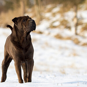 IMG 4664 ka1 cukbilder KOseelenhund