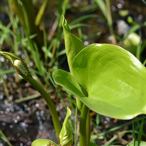 Sumpfcalla
