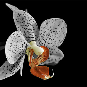 Orchidee CK