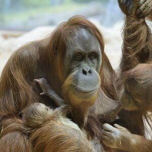 Orang-Utan mit Nachwuchs