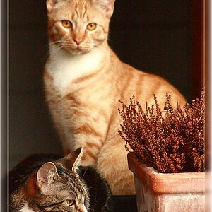 Lilly und Gismo