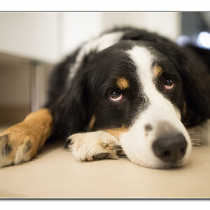 lucy