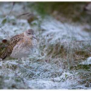 Kampfläufer (Philomachus pugnax)