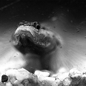 Rhinogobius Duospilus