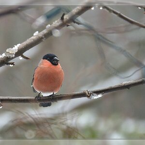 winterlicher Dompfaff