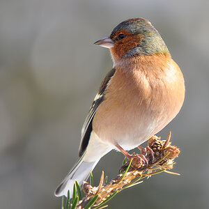 DSC 9973 khg