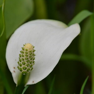2013 05 11 Steinhuder Meer (363)